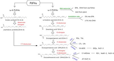 Frontiers The Effects of Fish Oil on Cardiovascular Diseases